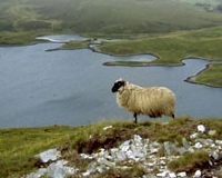 Garder un Mouton irlandais