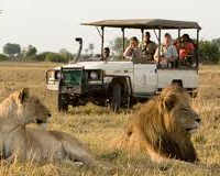 Faire un Safari en Afrique