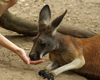 Toucher un Kangourou