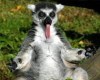 See a wild Lemur